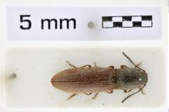 Foto (Dorsalansicht) von Athous nigricornis (NHMW-ZOO-COL-0008626)